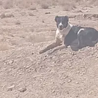 سگ گله|سگ|بیرجند, |دیوار