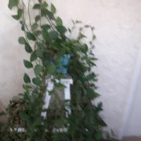 تعدادی گل شاداب حسن یوسف و اپارتمانی  بفروش میرسد