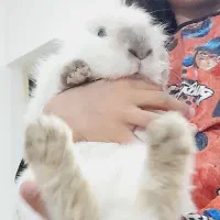 خرگوش لوپ|موش و خرگوش|اصفهان, شاهد|دیوار