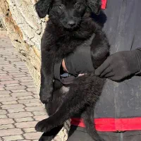 سگ ژرمن شپردبلک ماده موکلاسیک دوماه اصیل فی ۱۸ م ت|سگ|تهران, تهرانسر شمالی|دیوار