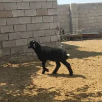 بره نر افشاری *  باب نگهداری
