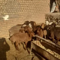 بره ماده دجه یک خوش ذات|حیوانات مزرعه|عطاملک, |دیوار