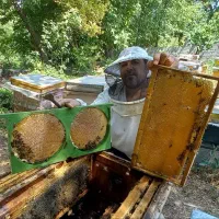 عسل فایتوژنیک اشراق