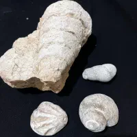 فسیل طبیعی حلزون دریایی باستانی|کلکسیون اشیاء عتیقه|صدرا-فارس, فاز ۱|دیوار