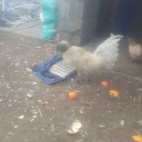 خروس مرغ|حیوانات مزرعه|قزوین, |دیوار