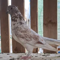 کبوتر گرفتنی شکار