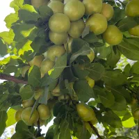 باغ-انجم-آباد