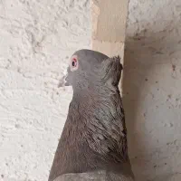 پلاکی ماده کاکلی