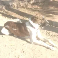 واگذاری توله نر خراسانی|سگ|تربت جام, باغ سنگان سفلی|دیوار