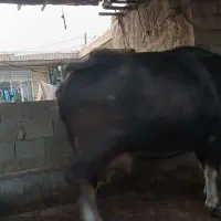 گاومیش شیری درجه یک|حیوانات مزرعه|سوسنگرد, |دیوار