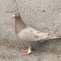 کبوتر|پرنده|گرگان, |دیوار