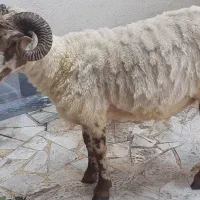 گوسفند نروماده جهت سلاخی|حیوانات مزرعه|رشت, فرزانه|دیوار