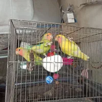 طوطی برزیلی|پرنده|اقبالیه, |دیوار