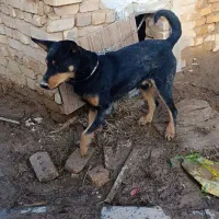 سگ گرگی|سگ|ایجرود, |دیوار