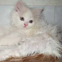 گربه پرشین