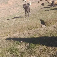 نیستم|سگ|ثمرین, |دیوار