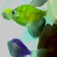 ماهیکالرفیش|ماهی|مشگین شهر, |دیوار