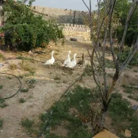 قو غاز  دو رگه|حیوانات مزرعه|شیراز, حسن آباد|دیوار