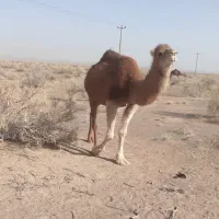 شتر|حیوانات مزرعه|قلعه نو, |دیوار