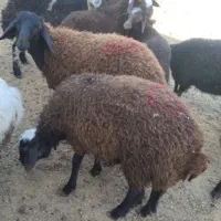 بره نر|حیوانات مزرعه|رضویه, |دیوار