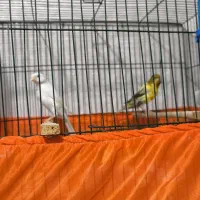 قناری نر و ماده|پرنده|تهران, شادآباد|دیوار