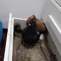 کفتر دم سفید و حنایی