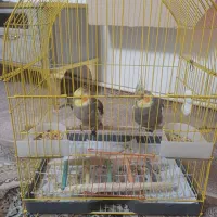 عروس هلندی|پرنده|ماکو, |دیوار