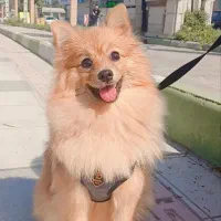 سگ پامرانین|سگ|بهشهر, |دیوار