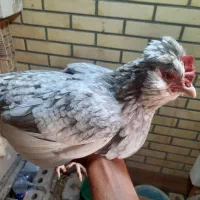 مرغ گلین طوسی اصل اصل|حیوانات مزرعه|رفسنجان, |دیوار