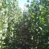 نهال صنوبر|گل و گیاه طبیعی|اردبیل, |دیوار