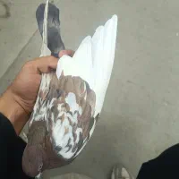 ۶ عدد کبوتر به قیمت مناسب|پرنده|ارومیه, |دیوار