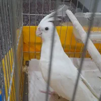 عروس هلندی آلبینو ماده پاک،درجه یک