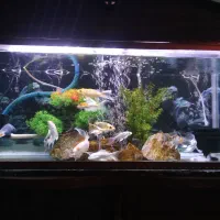 آکواریوم کامل با همه ای تجهیزات|ماهی|خمینیشهر, |دیوار