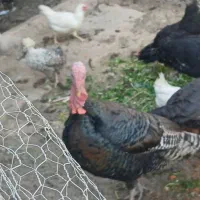 بقلمو|حیوانات مزرعه|قم, تولید دارو و یخچال|دیوار