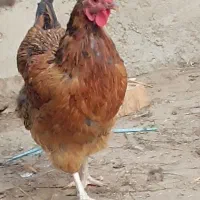 چهارعددمرغ تخم گذارمحلی