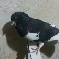 کفتر شهری ،چنگ موشی ،دمبی، طوقی|پرنده|طسوج, |دیوار