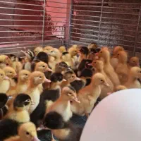 تعداد ۱۰۰ عدد اردک ۱۰ روزه