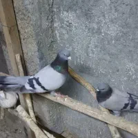 کبوتر اصفهانی صاف