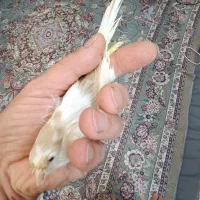 قناری ماده رسمی بلند سفید آهویی آماده پسه کوزه ای