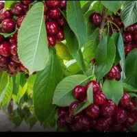 نهال پایه خارجی (رویشی) سیب و هلوو آلو وبادام|خدمات باغبانی و درختکاری|پیرانشهر, |دیوار