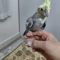 عروس هلندی|پرنده|قم, سید معصوم|دیوار