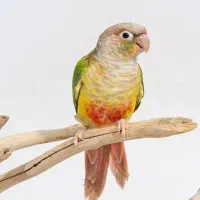 طوطی گرینچیک گمشده گلشن