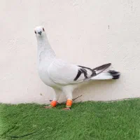 شامی کاکلی|پرنده|اسفراین, |دیوار