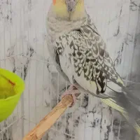 عروس علندی ماده