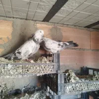 کبوتر گو بالی قره|پرنده|میاندوآب, |دیوار