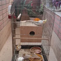عروس هلندی با جوجه هاش و قفس