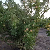 فروش باغ ده محرم دارای آب وبرق و اشتراک گاز شهری|فروش دفتر صنعتی، کشاورزی، تجاری|شاهرود, |دیوار