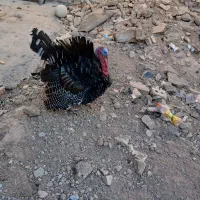 بوقلمون نر