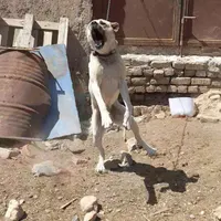 واگذاری سگ سراب افغان بومی  نگهبان چل صفت|سگ|تهران, آبشار|دیوار