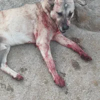 سگ.|سگ|سنقر, |دیوار